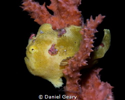 painted frogfish - dauin, philippines by Daniel Geary 